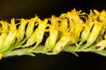 Wrinkleleaf goldenrod